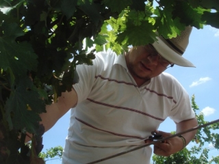  Colheita das uvas 